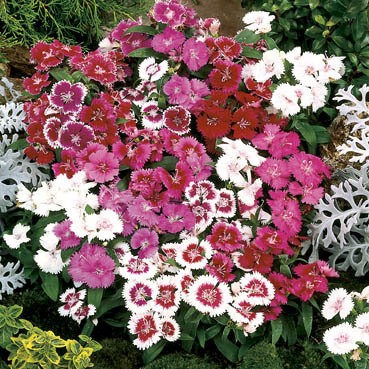 �������� �������� ����������, ����� ������