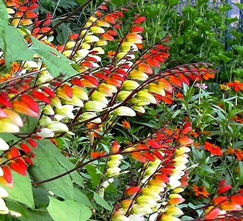 ��������� ��������� (���� ������)