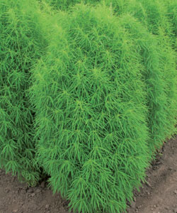 ����� ������ �������