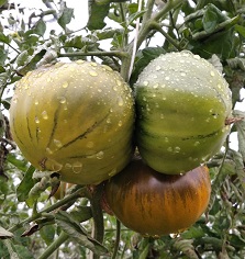 Томат Киви Томат Киви