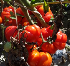 Томат Фиорентино Томат Фиорентино