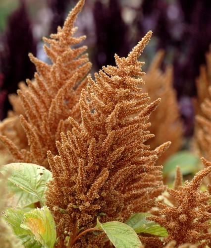 ������� ����������� ���������