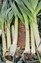 Лук порей Терминал Лук порей Терминал