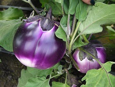 Баклажан Королева Марго Баклажан Королева Марго