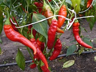 Перец острый Коготь орла Перец острый Коготь орла