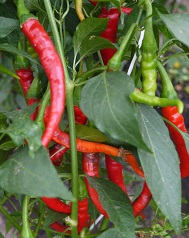 Перец острый Джокер Перец острый Джокер