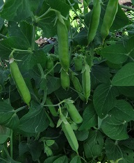 Горох овощной Каскад Горох овощной Каскад