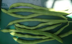 Фасоль вьющаяся Некарская королева Фасоль вьющаяся Некарская королева