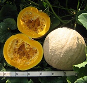 Тыква крупноплодная Парижская золотая Тыква крупноплодная Парижская золотая