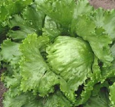 Салат Айсберг кочанный Салат Айсберг кочанный