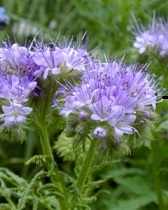 Фацелия Рязанская Фацелия Рязанская