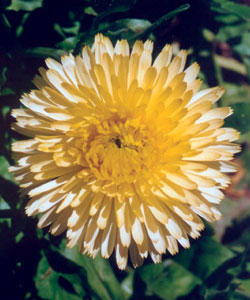 Календула Пацифик Бьюти кремовая махровая Календула Пацифик Бьюти кремовая махровая