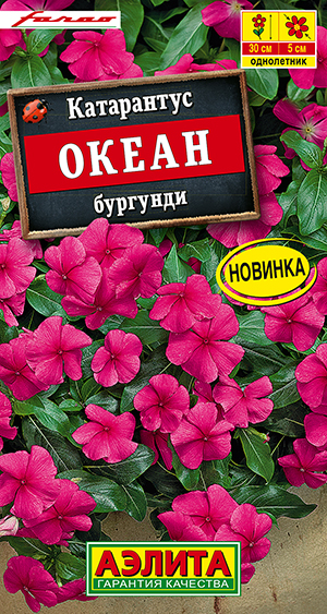 Катарантус Океан бургунди Катарантус Океан бургунди