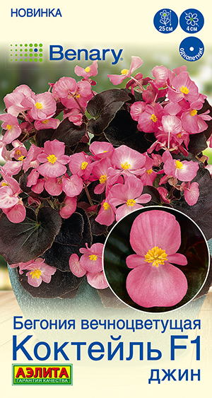 Бегония вечноцветущая Коктейль F1 джин Бегония вечноцветущая Коктейль F1 джин