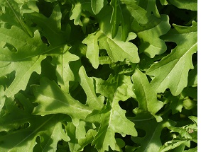 Индау (руккола) Пронто Индау (руккола) Пронто