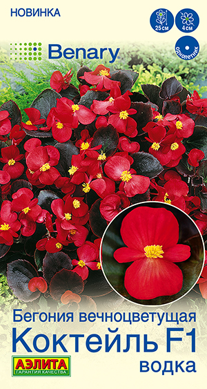 Бегония вечноцветущая Коктейль F1 водка Бегония вечноцветущая Коктейль F1 водка