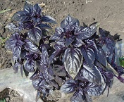 Базилик овощной Фиолетовый Базилик овощной Фиолетовый