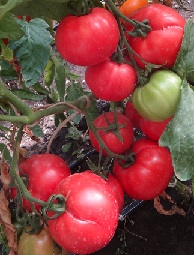 Томат Брат 2 F1 Томат Брат 2 F1