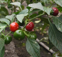 Перец острый Пикантная вишня Перец острый Пикантная вишня