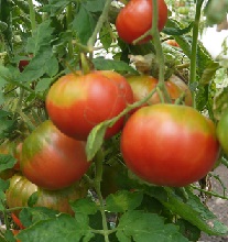 Томат Большой сахар Томат Большой сахар