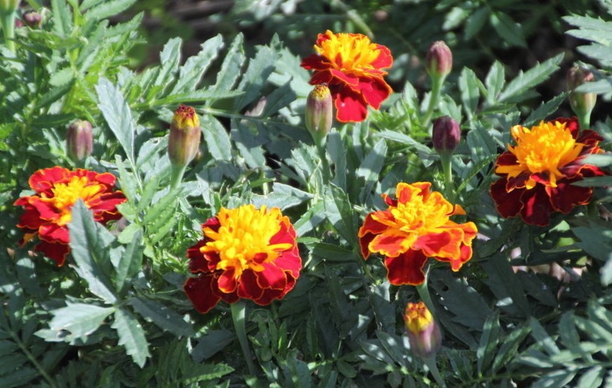 Бархатцы Петит Хармони отклоненные Бархатцы Петит Хармони отклоненные