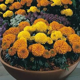 Бархатцы Каландо прямостоячие, смесь сортов Бархатцы Каландо прямостоячие, смесь сортов