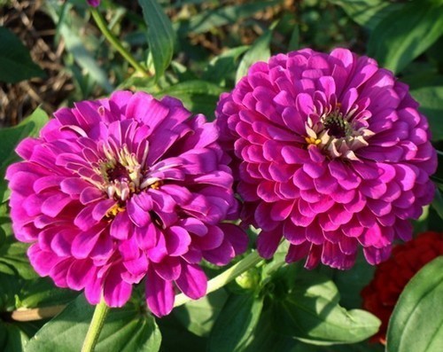 Цинния изящная Пурпл Принц георгиновидная Цинния изящная Пурпл Принц георгиновидная