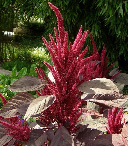 ������� ����������� ��� �����