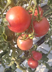 Томат Малиновая Генрика F1 Томат Малиновая Генрика F1