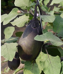 Баклажан Разбойник Баклажан Разбойник