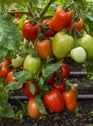 Томат Натали Томат Натали