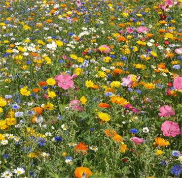 ����� ������ ��� ������������� ������ ���������� ���