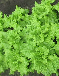 Салат Симпсон Салат Симпсон