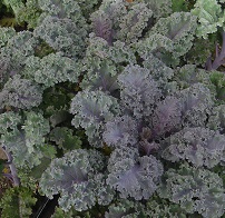 Капуста листовая Рубин Капуста листовая Рубин