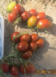 Томат Черный Мавр Томат Черный Мавр