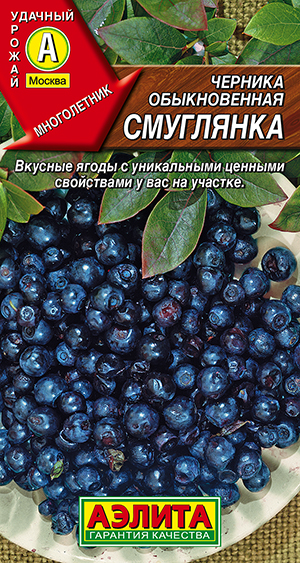 Черника обыкновенная Смуглянка Черника обыкновенная Смуглянка