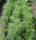 Укроп Кибрай Укроп Кибрай