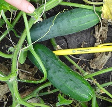 Огурец Солнечный Огурец Солнечный