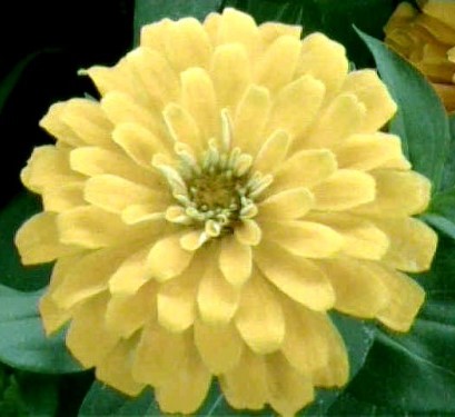 Цинния изящная Кэнари берд георгиновидная Цинния изящная Кэнари берд георгиновидная