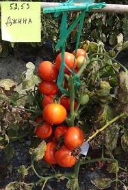 Томат Джина ТСТ Томат Джина ТСТ