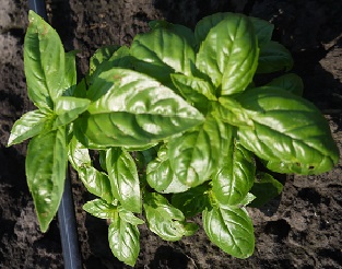 Базилик овощной Карамельный Базилик овощной Карамельный