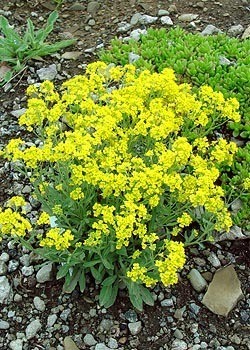 ������� �������� (�������) ����������� ������ ����