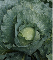 Капуста б/к Белорусская 455 Капуста б/к Белорусская 455