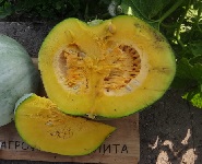 Тыква крупноплодная Грибовская зимняя Тыква крупноплодная Грибовская зимняя