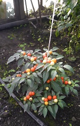 Перец острый Бабье лето Перец острый Бабье лето