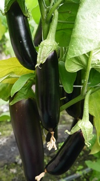 Баклажан Маугли Баклажан Маугли