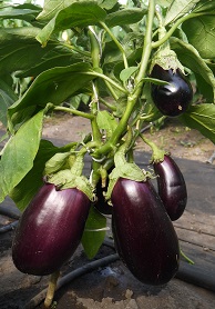 Баклажан Премьер Баклажан Премьер