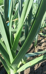 Лук порей Танго Лук порей Танго