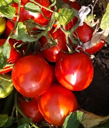 Томат Земляк Томат Земляк