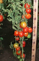 Томат Сибирское чудо Томат Сибирское чудо